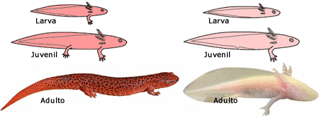 Salamandra e axolotl 