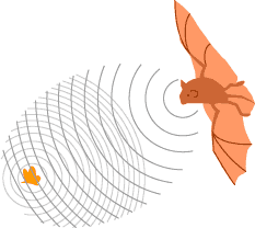 ecolocaliza&ccedil;&atilde;o Bat