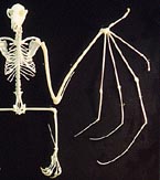 Alometria em morcegos