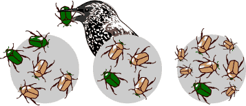 Sele&ccedil;&atilde;o Natural