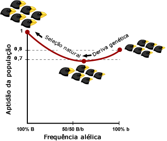 Deriva gen&eacute;tica pode mover uma popula&ccedil;&atilde;o para a freq&uuml;&ecirc;ncia do alelo 50/50