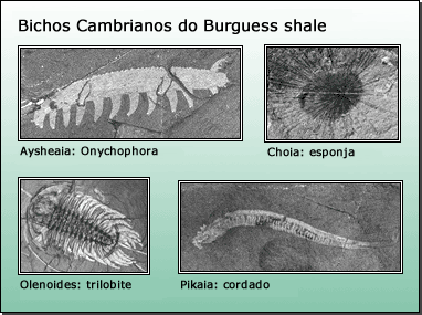 Critters Cambriano do Burgess Shale
