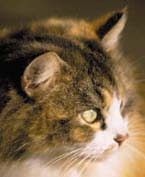 Gato com as orelhas em p&eacute;