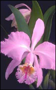 Cattleya mossiae