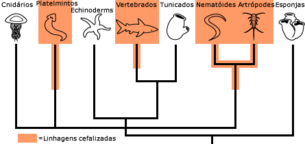 Cefaliza&ccedil;&atilde;o entre os animais
