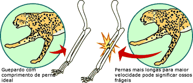 entre o fator de seguran&ccedil;a e comprimento dos ossos dos membros