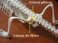 Membro posterior / fixa&ccedil;&atilde;o p&eacute;lvica em crocodilo