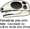 Aberturas (fenestras) no cr&acirc;nio por tr&aacute;s do olho