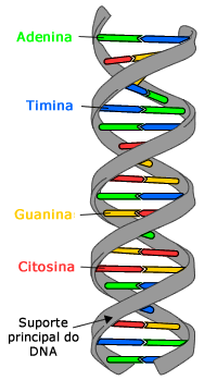 Estrutura de dupla h&eacute;lice de DNA com bases rotuladas