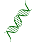 &iacute;cone DNA