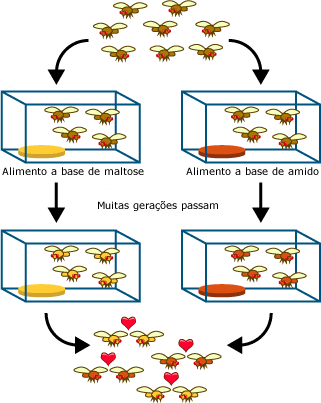Frutas experimento especia&ccedil;&atilde;o voar