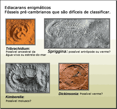 Ediacarans enigm&aacute;tica: f&oacute;sseis pr&eacute;-cambrianas que s&atilde;o dif&iacute;ceis de classificar