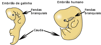 Embri&otilde;es humanos e galinha