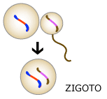 Diagrama de fertiliza&ccedil;&atilde;o nova mostra "recombinados" genes combinando no ovo fertilizado.