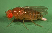 mosca da fruta