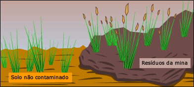 Fluxo g&ecirc;nico &eacute; reduzido entre plantas tolerantes e metal-metal-intolerantes