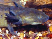 Larvas de salamandra tigre