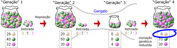 Perda de varia&ccedil;&atilde;o gen&eacute;tica, como resultado de um gargalo populacional