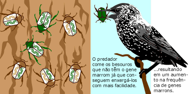 Sele&ccedil;&atilde;o Natural 