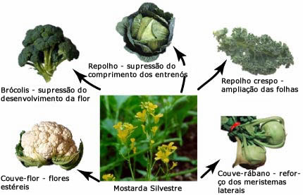 Sele&ccedil;&atilde;o artificial na fam&iacute;lia da mostarda