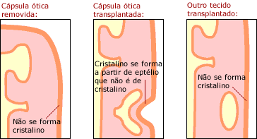 lente de desenvolvimento