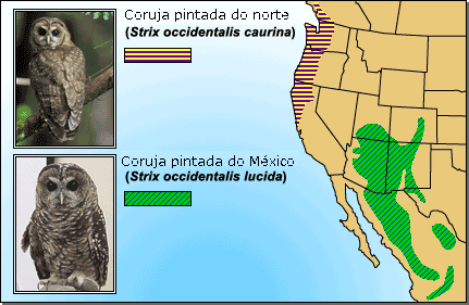 Manchado coruja faixas