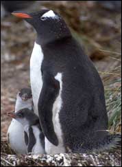 pinguin