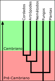Diverg&ecirc;ncia importante ocorreu no Pr&eacute;-cambriano