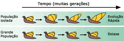 A popula&ccedil;&atilde;o pequena e isolada experi&ecirc;ncias sele&ccedil;&atilde;o forte e r&aacute;pida mudan&ccedil;a