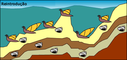 A pequena popula&ccedil;&atilde;o &eacute; reintroduzido para o resto da popula&ccedil;&atilde;o