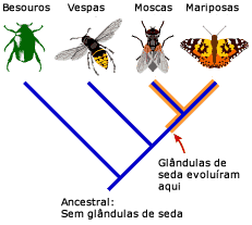 Ponto prov&aacute;vel na filogenia, onde as gl&acirc;ndulas de seda evoluiu
