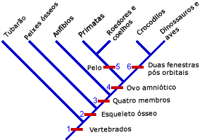 Clado com base em todas tra&ccedil;ado caracteres derivados compartilhados