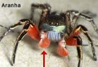 aranha