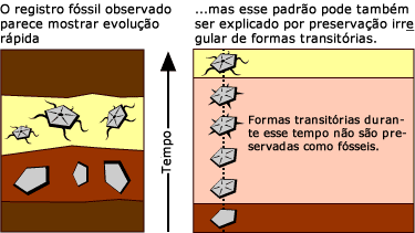 Preserva&ccedil;&atilde;o irregular de formas de transi&ccedil;&atilde;o.