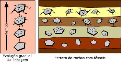 Um registro f&oacute;ssil mostra evolu&ccedil;&atilde;o gradual