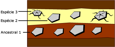 Esses estratos mostram rajadas de evolu&ccedil;&atilde;o no registro f&oacute;ssil.