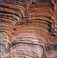 se&ccedil;&atilde;o transversal de estromat&oacute;litos f&oacute;sseis