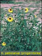 Helianthus petiolarus