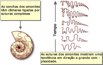 Suturas amonita mostram uma tend&ecirc;ncia de maior complexidade