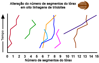 Trilobite mudan&ccedil;as costela