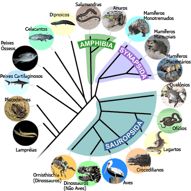 Muta&ccedil;&atilde;o gen&eacute;tica aleat&oacute;ria