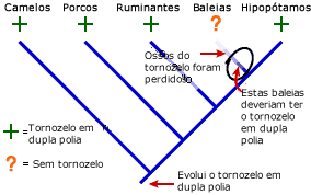 Filogenia baleia mostrando onde os ossos do tornozelo s&atilde;o perdidos