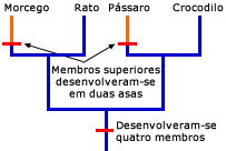 Filogenia mostrando onde as asas evolu&iacute;ram separadamente em morcegos e p&aacute;ssaros