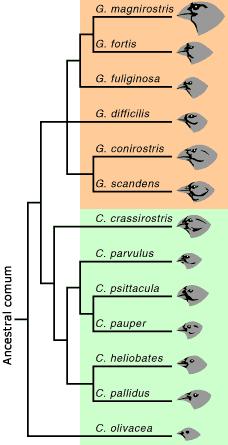 Os Tentilh&otilde;es de Darwin