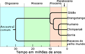 Tempo de diverg&ecirc;ncia e filogenia de homin&iacute;deos