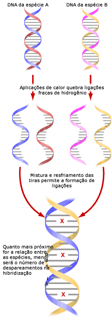 Hibridiza&ccedil;&atilde;o de DNA