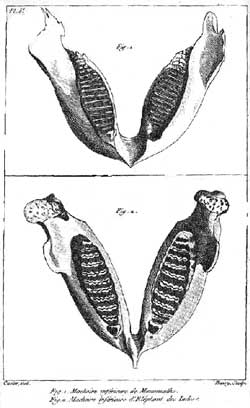 Mammoth compara&ccedil;&atilde;o mand&iacute;bula