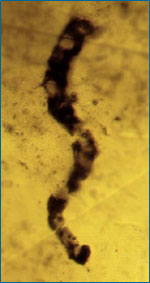 um filamento micr&oacute;bio-como celulares encontrados em 3,465 milh&otilde;es de anos