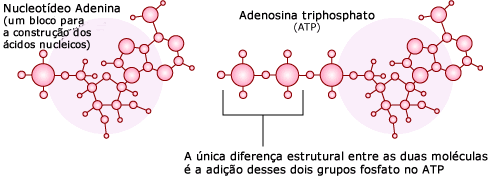 adenina nucleot&iacute;deos e ATP