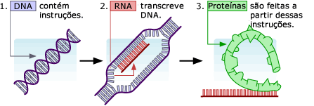 DNA cont&eacute;m instru&ccedil;&otilde;es. RNA c&oacute;pias de DNA. As prote&iacute;nas s&atilde;o feitas de instru&ccedil;&otilde;es c&oacute;pias